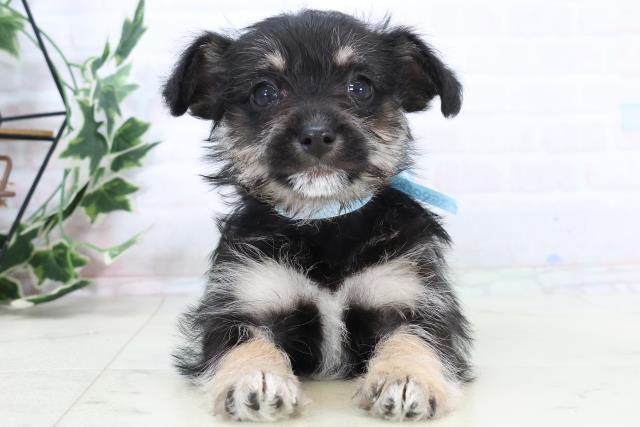 熊本県のシュナプー(シュナウザー×プードル) (Coo&RIKUカリーノ菊陽店/2025年10月29日生まれ/男の子/ブラックイエロー)の子犬の1枚目の画像