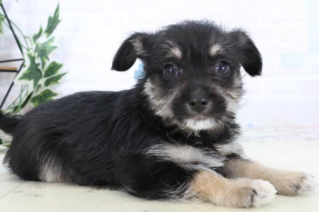 熊本県のシュナプー(シュナウザー×プードル) (Coo&RIKUカリーノ菊陽店/2025年10月29日生まれ/男の子/ブラックイエロー)の子犬の2枚目の画像