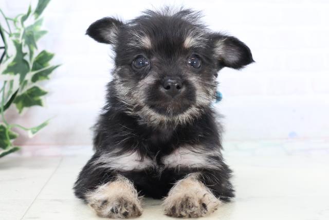 宮崎県のシュナプー(シュナウザー×プードル) (Coo&RIKU宮崎店/2025年10月29日生まれ/男の子/ブラックイエロー)の子犬の1枚目の画像