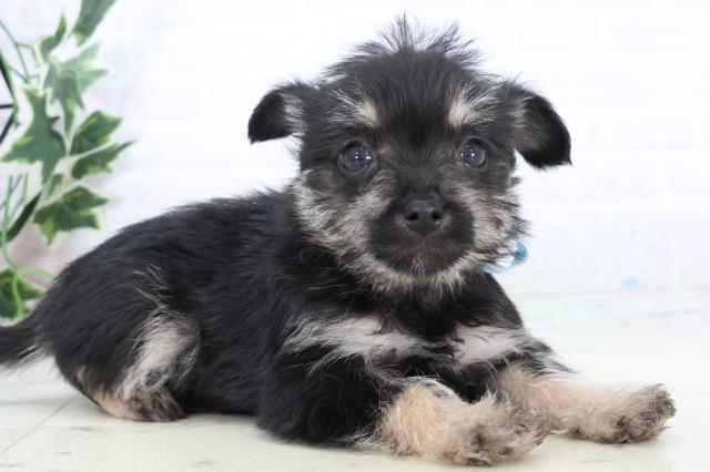 宮崎県のシュナプー(シュナウザー×プードル) (Coo&RIKU宮崎店/2025年10月29日生まれ/男の子/ブラックイエロー)の子犬の2枚目の画像