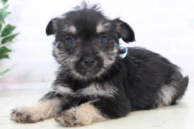 宮崎県のシュナプー(シュナウザー×プードル) (Coo&RIKU宮崎店/2025年10月29日生まれ/男の子/ブラックイエロー)の子犬の3枚目の画像