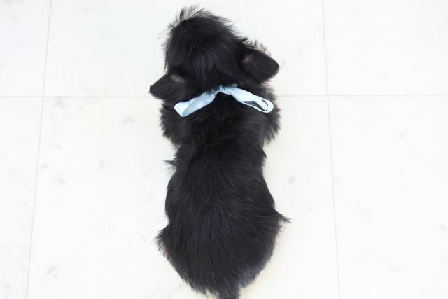 宮崎県のシュナプー(シュナウザー×プードル) (Coo&RIKU宮崎店/2025年10月29日生まれ/男の子/ブラックイエロー)の子犬の4枚目の画像