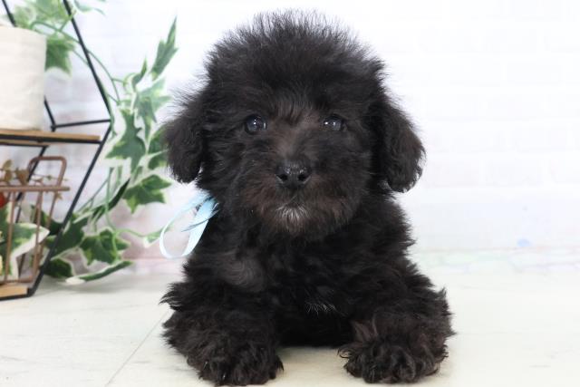 熊本県のシュナプー(シュナウザー×プードル) (Coo&RIKU熊本店/2025年10月29日生まれ/男の子/ブラック)の子犬の1枚目の画像