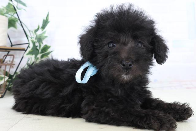 熊本県のシュナプー(シュナウザー×プードル) (Coo&RIKU熊本店/2025年10月29日生まれ/男の子/ブラック)の子犬の2枚目の画像