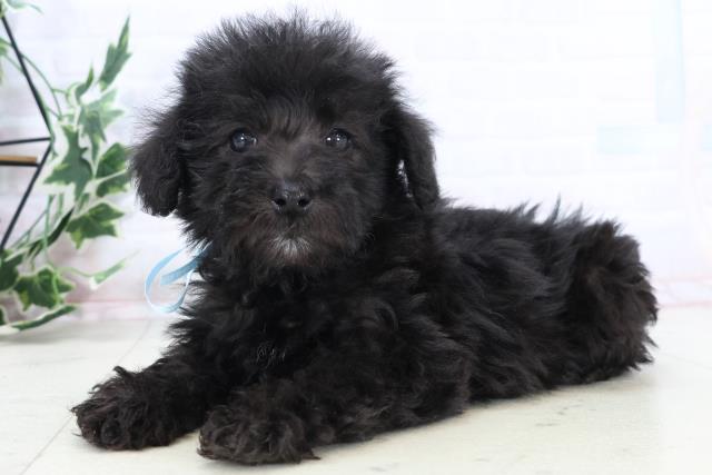 熊本県のシュナプー(シュナウザー×プードル) (Coo&RIKU熊本店/2025年10月29日生まれ/男の子/ブラック)の子犬の3枚目の画像