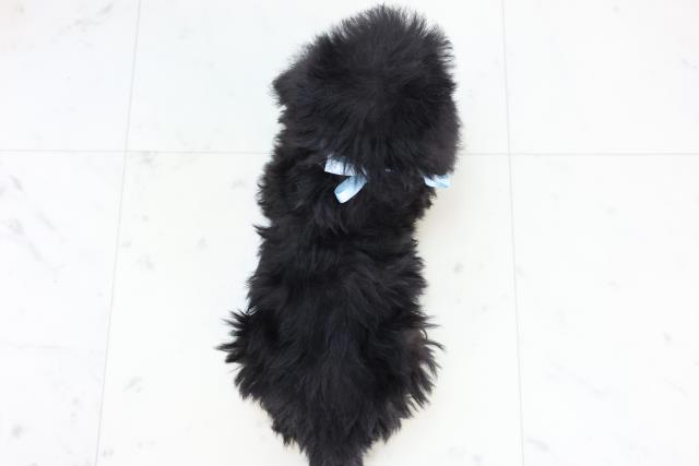 熊本県のシュナプー(シュナウザー×プードル) (Coo&RIKU熊本店/2025年10月29日生まれ/男の子/ブラック)の子犬の4枚目の画像