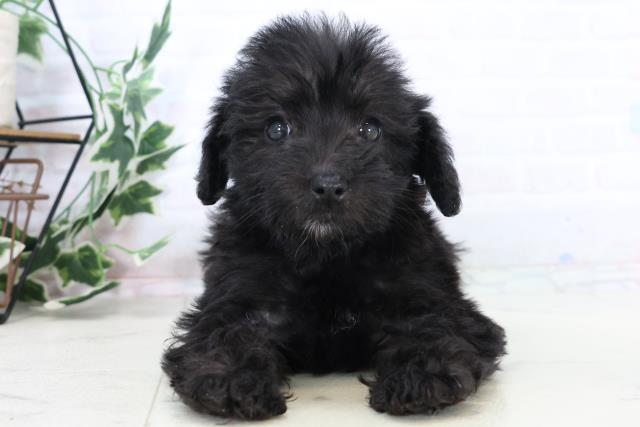 熊本県のシュナプー(シュナウザー×プードル) (Coo&RIKUカリーノ玉名店/2025年10月29日生まれ/女の子/ブラック)の子犬の1枚目の画像