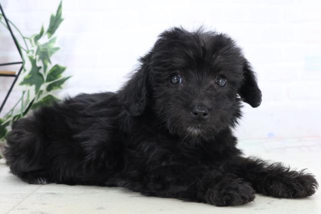 熊本県のシュナプー(シュナウザー×プードル) (Coo&RIKUカリーノ玉名店/2025年10月29日生まれ/女の子/ブラック)の子犬の2枚目の画像