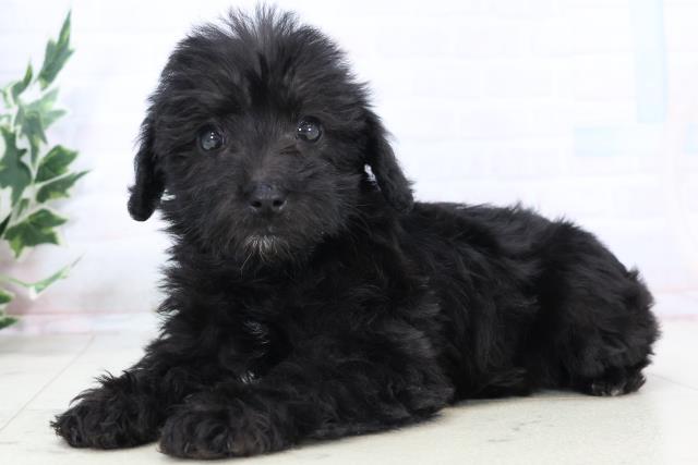 熊本県のシュナプー(シュナウザー×プードル) (Coo&RIKUカリーノ玉名店/2025年10月29日生まれ/女の子/ブラック)の子犬の3枚目の画像