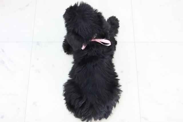 熊本県のシュナプー(シュナウザー×プードル) (Coo&RIKUカリーノ玉名店/2025年10月29日生まれ/女の子/ブラック)の子犬の4枚目の画像