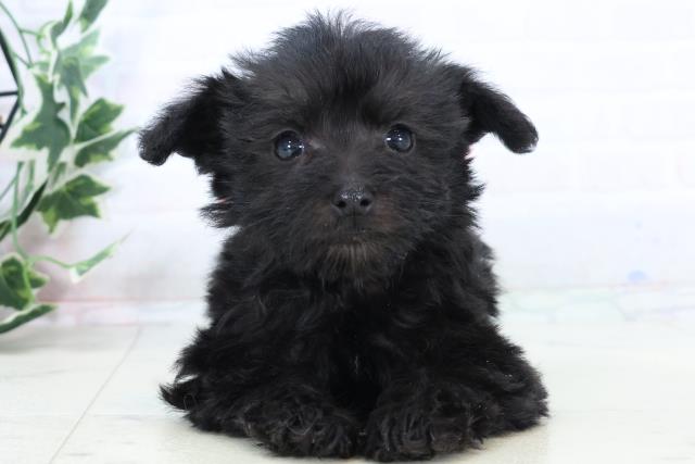 鹿児島県のシュナプー(シュナウザー×プードル) (Coo&RIKU霧島店/2025年10月29日生まれ/女の子/ブラック)の子犬の1枚目の画像