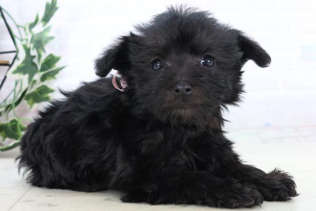 鹿児島県のシュナプー(シュナウザー×プードル) (Coo&RIKU霧島店/2025年10月29日生まれ/女の子/ブラック)の子犬の2枚目の画像