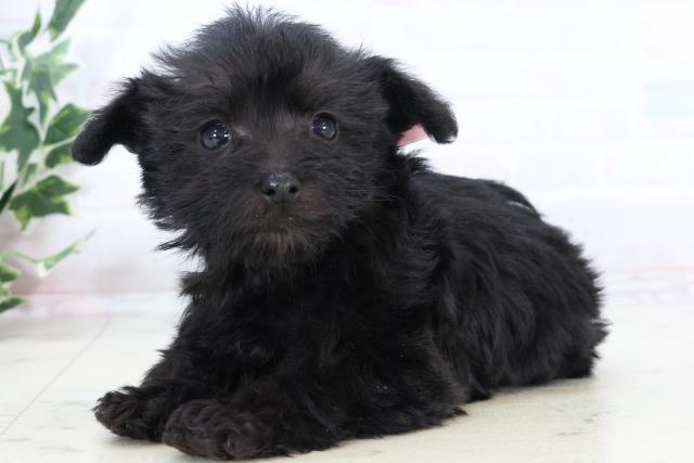 鹿児島県のシュナプー(シュナウザー×プードル) (Coo&RIKU霧島店/2025年10月29日生まれ/女の子/ブラック)の子犬の3枚目の画像