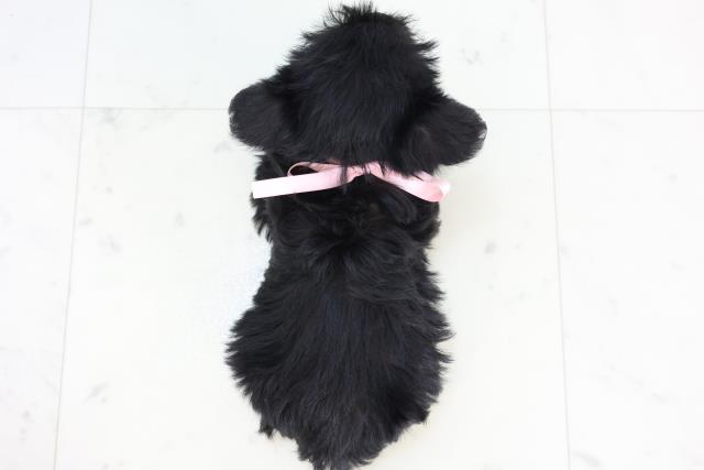 鹿児島県のシュナプー(シュナウザー×プードル) (Coo&RIKU霧島店/2025年10月29日生まれ/女の子/ブラック)の子犬の4枚目の画像