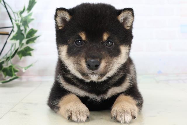 福岡県の豆柴 (Coo&RIKUゆめタウン飯塚店/2025年10月25日生まれ/男の子/黒)の子犬の1枚目の画像