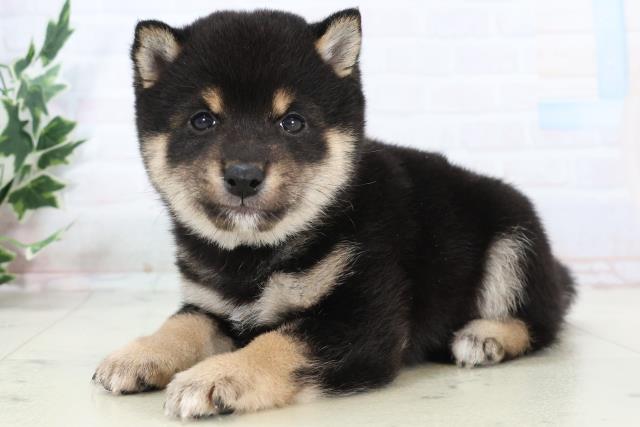 福岡県の豆柴 (Coo&RIKUゆめタウン飯塚店/2025年10月25日生まれ/男の子/黒)の子犬の3枚目の画像