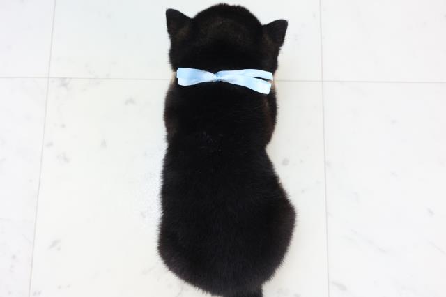 福岡県の豆柴 (Coo&RIKUゆめタウン飯塚店/2025年10月25日生まれ/男の子/黒)の子犬の4枚目の画像