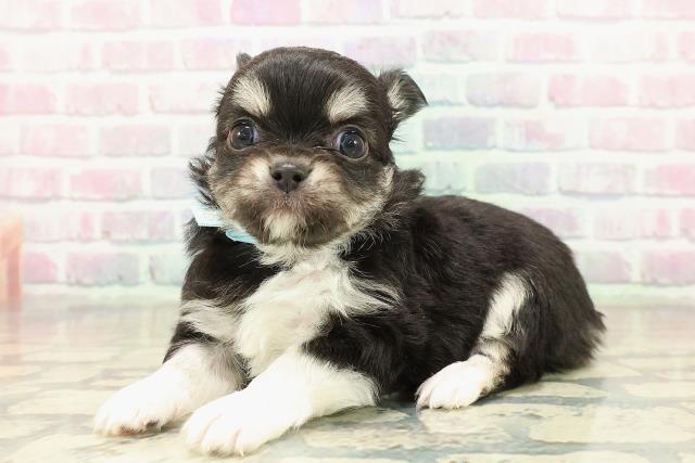 東京都のチワワ(ロング) (Coo&RIKU下北沢店/2025年10月29日生まれ/男の子/ブラックタンホワイト)の子犬の2枚目の画像