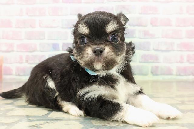 東京都のチワワ(ロング) (Coo&RIKU下北沢店/2025年10月29日生まれ/男の子/ブラックタンホワイト)の子犬の3枚目の画像