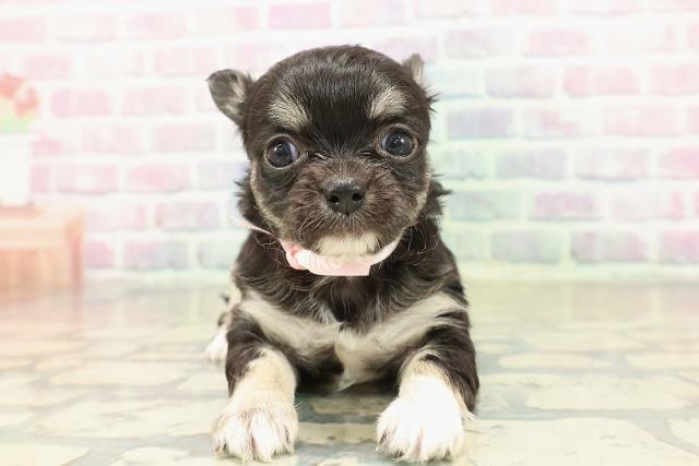 東京都のチワワ(ロング) (Coo&RIKU新小岩店/2025年10月29日生まれ/女の子/ブラックタンホワイト)の子犬の1枚目の画像