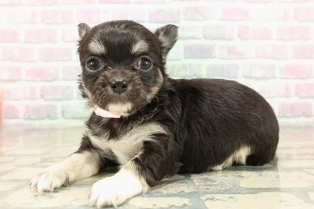 東京都のチワワ(ロング) (Coo&RIKU新小岩店/2025年10月29日生まれ/女の子/ブラックタンホワイト)の子犬の2枚目の画像