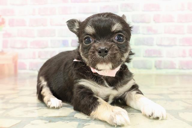 東京都のチワワ(ロング) (Coo&RIKU新小岩店/2025年10月29日生まれ/女の子/ブラックタンホワイト)の子犬の3枚目の画像