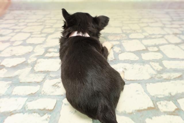 東京都のチワワ(ロング) (Coo&RIKU新小岩店/2025年10月29日生まれ/女の子/ブラックタンホワイト)の子犬の4枚目の画像