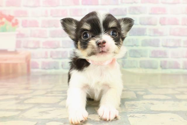 神奈川県のチワワ(ロング) (Coo&RIKU横須賀店/2025年10月29日生まれ/女の子/ブラックタンホワイト)の子犬の1枚目の画像