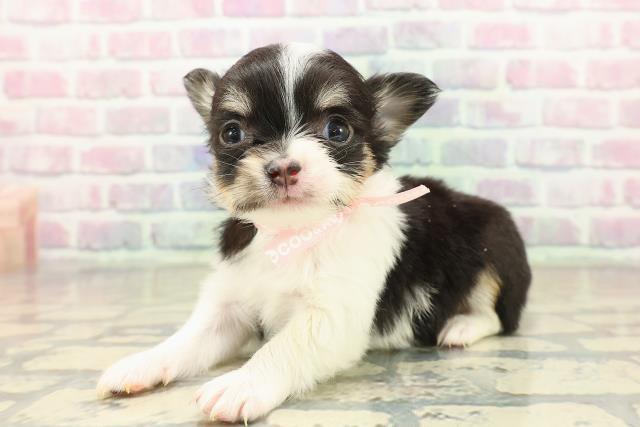 神奈川県のチワワ(ロング) (Coo&RIKU横須賀店/2025年10月29日生まれ/女の子/ブラックタンホワイト)の子犬の2枚目の画像