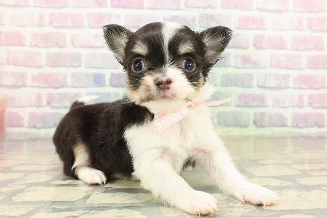 神奈川県のチワワ(ロング) (Coo&RIKU横須賀店/2025年10月29日生まれ/女の子/ブラックタンホワイト)の子犬の3枚目の画像