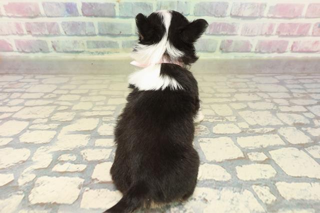 神奈川県のチワワ(ロング) (Coo&RIKU横須賀店/2025年10月29日生まれ/女の子/ブラックタンホワイト)の子犬の4枚目の画像