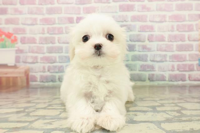 東京都のマルチーズ (Coo&RIKU足立本店/2025年10月26日生まれ/女の子/ホワイト)の子犬