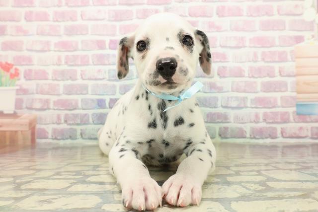 東京都のダルメシアン (Coo&RIKU江戸川店/2025年10月29日生まれ/男の子/ホワイトブラック)の子犬の1枚目の画像