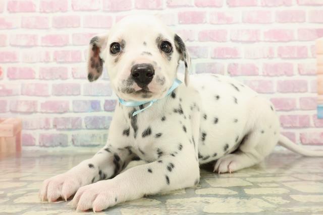 東京都のダルメシアン (Coo&RIKU江戸川店/2025年10月29日生まれ/男の子/ホワイトブラック)の子犬の2枚目の画像