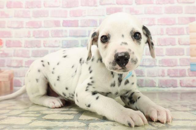東京都のダルメシアン (Coo&RIKU江戸川店/2025年10月29日生まれ/男の子/ホワイトブラック)の子犬の3枚目の画像