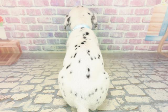 東京都のダルメシアン (Coo&RIKU江戸川店/2025年10月29日生まれ/男の子/ホワイトブラック)の子犬の4枚目の画像