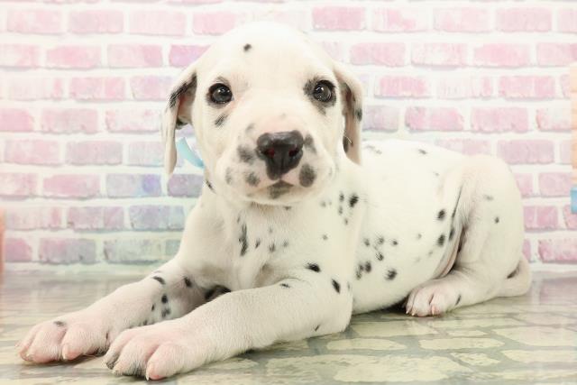 栃木県のダルメシアン (Coo&RIKUFKDインターパーク店/2025年10月29日生まれ/男の子/ホワイトブラック)の子犬の2枚目の画像