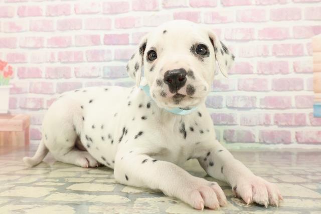 栃木県のダルメシアン (Coo&RIKUFKDインターパーク店/2025年10月29日生まれ/男の子/ホワイトブラック)の子犬の3枚目の画像