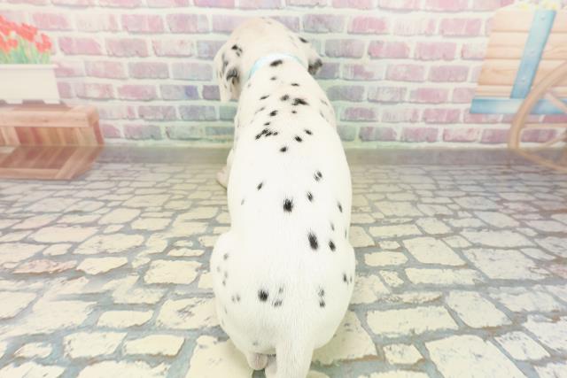 栃木県のダルメシアン (Coo&RIKUFKDインターパーク店/2025年10月29日生まれ/男の子/ホワイトブラック)の子犬の4枚目の画像