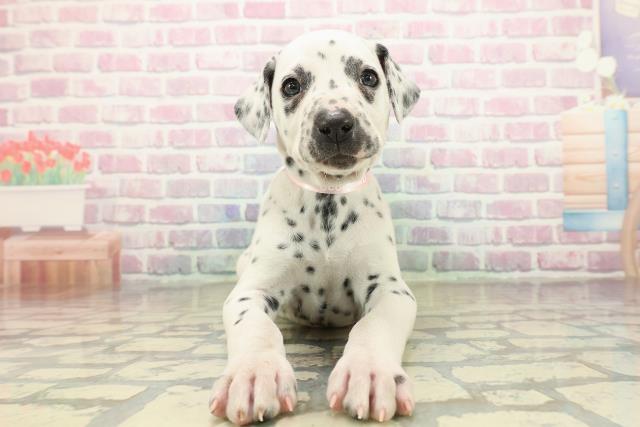 神奈川県のダルメシアン (Coo&RIKU小田原店/2025年10月29日生まれ/女の子/ホワイトブラック)の子犬の1枚目の画像