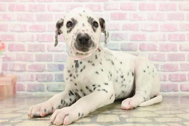 神奈川県のダルメシアン (Coo&RIKU小田原店/2025年10月29日生まれ/女の子/ホワイトブラック)の子犬の2枚目の画像