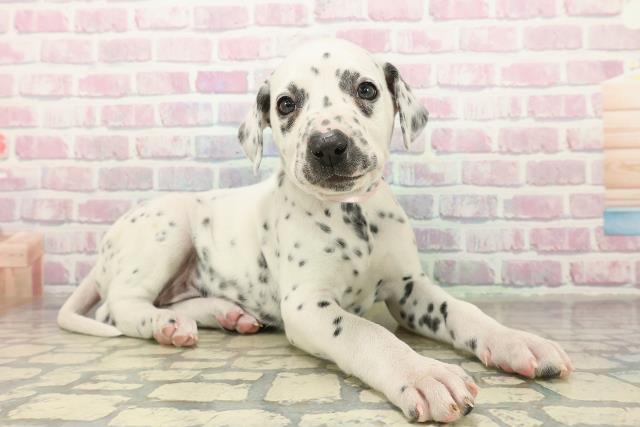 神奈川県のダルメシアン (Coo&RIKU小田原店/2025年10月29日生まれ/女の子/ホワイトブラック)の子犬の3枚目の画像
