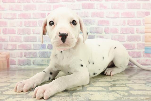 神奈川県のダルメシアン (Coo&RIKU横浜港南台店/2025年10月29日生まれ/女の子/ホワイトブラック)の子犬の2枚目の画像