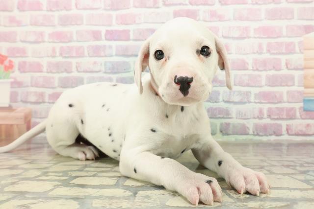 神奈川県のダルメシアン (Coo&RIKU横浜港南台店/2025年10月29日生まれ/女の子/ホワイトブラック)の子犬の3枚目の画像