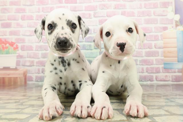 神奈川県のダルメシアン (Coo&RIKU横浜港南台店/2025年10月29日生まれ/女の子/ホワイトブラック)の子犬の4枚目の画像