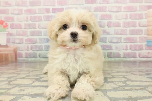 神奈川県のマルプー(マルチーズ×プードル) (Coo&RIKUパウ川崎店/2025年10月24日生まれ/女の子/クリームホワイト)の子犬の1枚目の画像