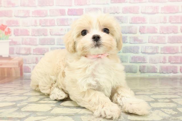 神奈川県のマルプー(マルチーズ×プードル) (Coo&RIKUパウ川崎店/2025年10月24日生まれ/女の子/クリームホワイト)の子犬の3枚目の画像