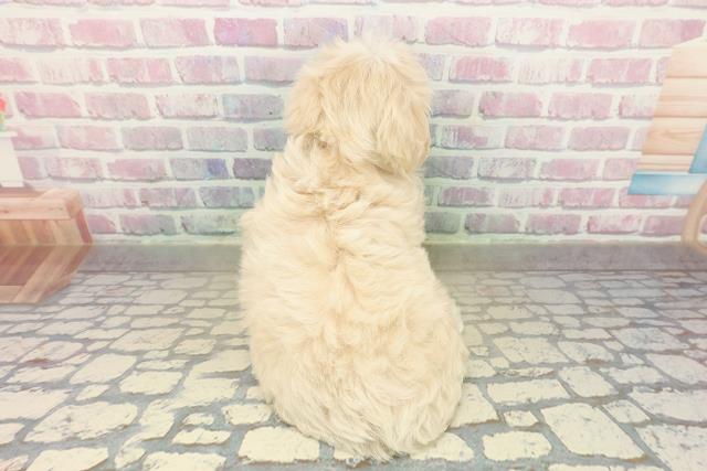 神奈川県のマルプー(マルチーズ×プードル) (Coo&RIKUパウ川崎店/2025年10月24日生まれ/女の子/クリームホワイト)の子犬の4枚目の画像