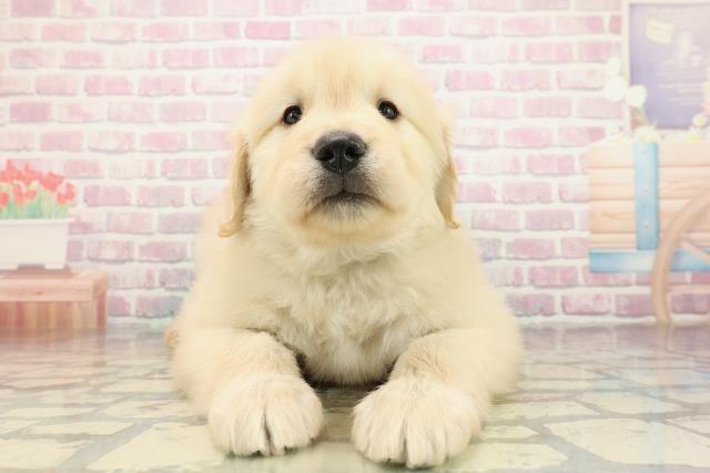 千葉県のゴールデンレトリバー (Coo&RIKUフレスポ稲毛店/2025年10月28日生まれ/男の子/ゴールデン)の子犬の1枚目の画像