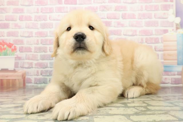 千葉県のゴールデンレトリバー (Coo&RIKUフレスポ稲毛店/2025年10月28日生まれ/男の子/ゴールデン)の子犬の2枚目の画像